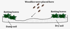 Image Shows Woodlice Are Found Under Pile Ofdamp Rotting - Woodlouse