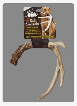 Dog Bone Shed Dummy Retrieving Antler