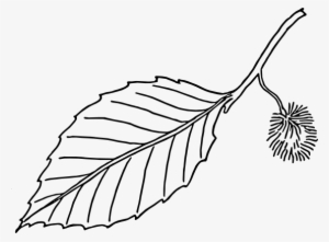 Picture Transparent Download Panda Free Images Leafclipartblackandwhite - Leaf Clip Art Black And White Png