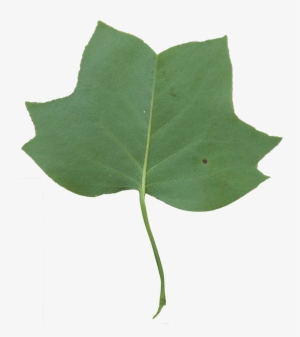 Leaf Clipart Tulip Tree - Tulip Tree Transparent Background