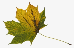 10 Maple Leaves - Maple Leaf