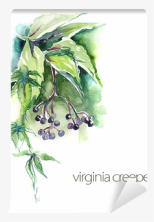 Watercolor Virginia Creeper Twig Wall Mural • Pixers® - Virginia Creeper