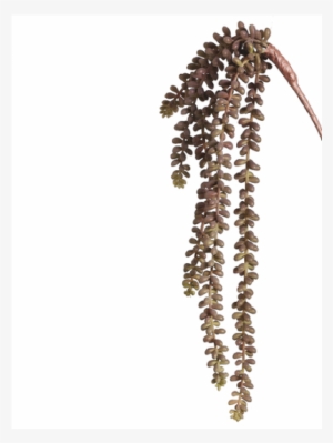19 Sedum Vine Burgundy Green Pack - Silk Plants Direct Sedum Vine - Burgundy Green - Pack