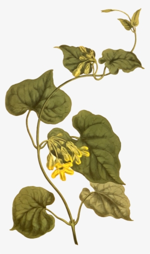 Medium Image - Telosma Cordata Drawing