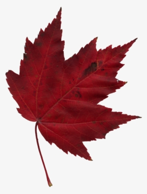 Japanese Transparent Maple Leaf Clip Art Royalty Free - Red Maple Leaf Png