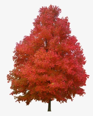 Sugar Maple Red Maple Tree Paper Plant - Sugar Maple Tree Png