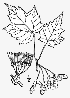 Acer Rubrum Drawing - Acer Ginnala Botanical Illustrations
