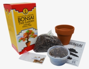 Bonsai Tree Garden Diy Grow Kit With Japanese Maple - Bonsai