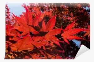 Maple