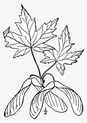 Acer Saccharinum Drawing - Sketch Japanese Maple Leaf Drawing