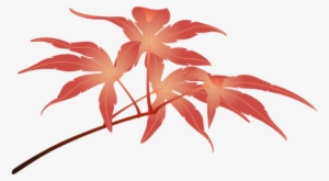 Acer Leaves - Maple