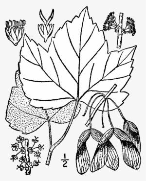 Acer Rubrum Drummondii Drawing - Acer Pensylvanicum Drawing