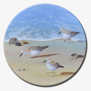 Sandpiper Birds Running On The Beach - Sand Piper Birds On The Beach