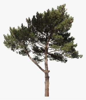 Free Texture Download By Svg Transparent Stock - Pine Tree Cut Out Png
