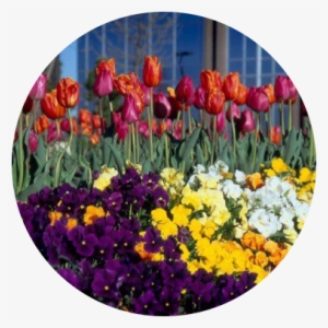 Our Gallery - Tulip
