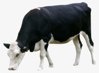 Png Images Cow (id 17378)