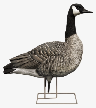 Aggressive Male - Canada Goose Clip Art