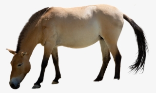 Caballo, Aislado, Animales, Mane, Mundo Animal - Mane