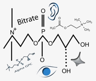 Order Caballo - Diagram