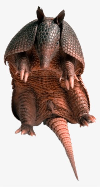 Armadillo Sitting - Armadillo