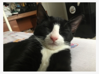 Felix Changoo - Cat Grabs Treat