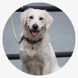 635px-circle - Dog Catches Something