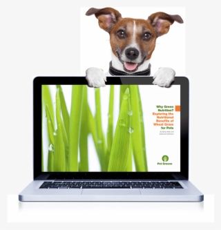Pet Greens E Book Dog - Cao Feliz Ano Novo