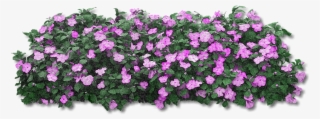 Fiori Viola Png - Pink Flower Bush Png