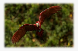 Peru Down The Rio Madre De Dios - Ibis