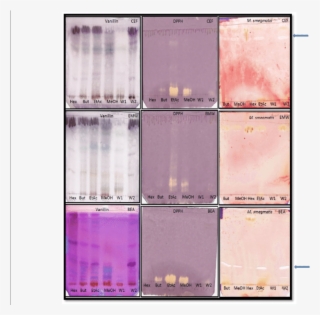 Chromatograms Of Solvent-solvent Fractions [hex , But - Peach
