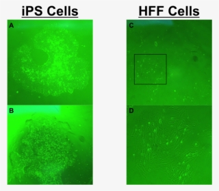 Hpf-768x688 - Data Nugget Gene Expression In Stem Cells