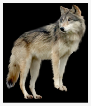 Lobo Blanco Png