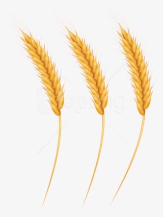 Free Png Download Wheat Grains Clipart Png Photo Png - Wheat Grain Clipart
