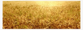 Golden Wheat Fields - Golden Rice Paddy Field