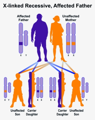 Banner Freeuse Library Ocular Type Hereditary Diseases - X Linked Recessive Father