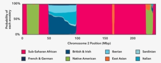 Ac Guide Chr2 Image - 23andme Chromosome Painting