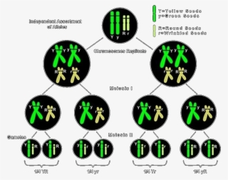 Chromosomal Theory Of Inheritance Image-1 - Chromosomal Theory Of Inheritance Diagram
