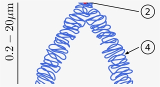 Botany Chromosomal Aberrations, Structural Chromosomal - Chromatin In A Chromosome