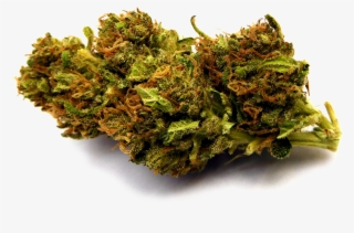 Blueberry#2 Nobg-stickybydz - Non-vascular Land Plant