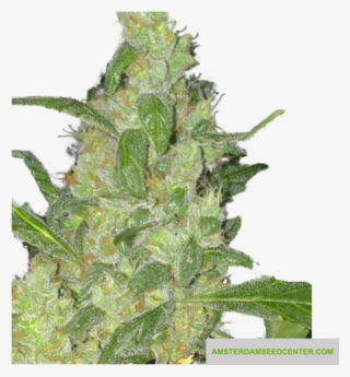 Turing Autoflowering - Autoflowering Cannabis