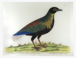 Phasianidae