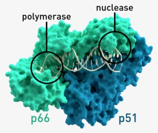 Rakhi N - Reverse Transcriptase Enzyme