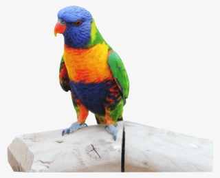 Parrot Perched On A Log - Lorikeet