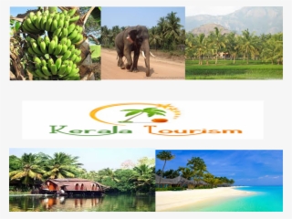 The Money They Send Back Home Forms The Backbone Of - Indian Elephant