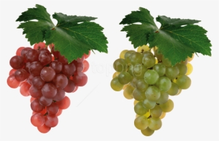 Free Png Download Grapes Png Images Background Png - Grapes Fruit