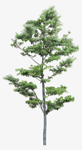 Pin By Ar - Pond Pine