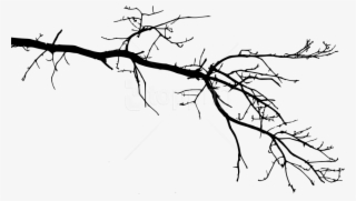 Free Png Tree Branch Png - Tree Branch Drawing Png