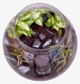 Buddha In A Bowl Terrarium Kit - Flowerpot