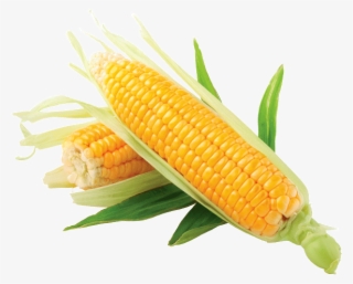 Corn Kernels