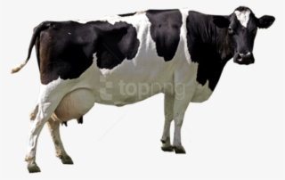 Free Png Download Cow Png Images Background Png Images - Cow Png